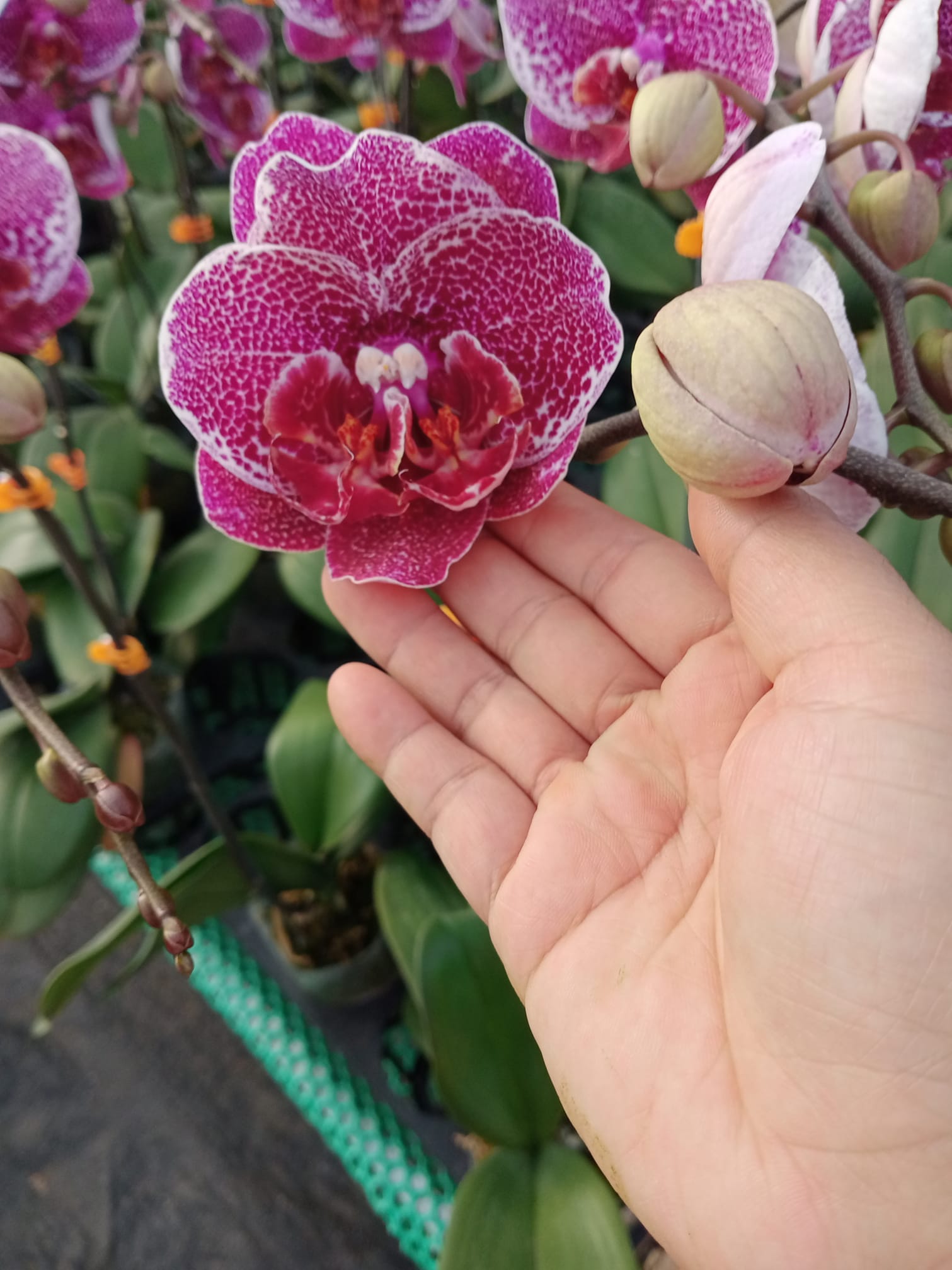Cây lan hồ điệp đại cốc 3.5 hoa to dài và cực bền - chơi tết 2021