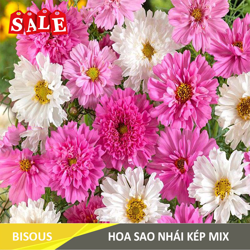 Hạt giống Hoa Sao Nhái Kép Mix H12 Bisous KLT 20 hạt, tỉ lệ nảy mầm cao, cây sinh trưởng và phát triển tốt.