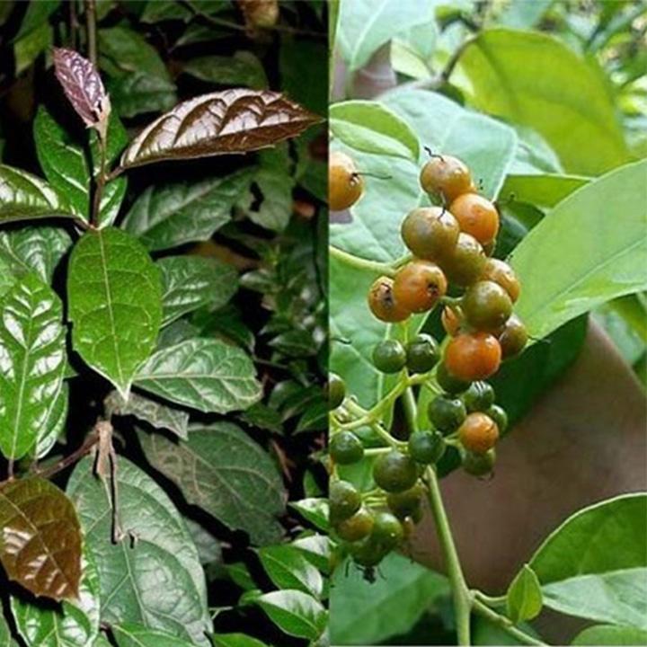 cây xạ đen khô 1 kg