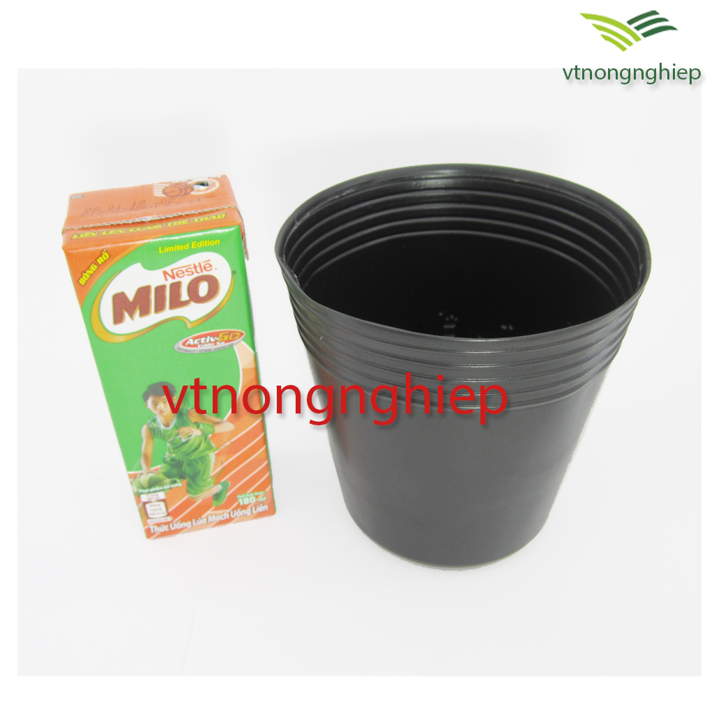 50 chậu nhựa trồng cây C5 kích thước: 10.5 x 7.5 x 11