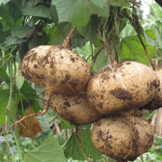 Hạt giống củ đậu , đóng gói 5gr