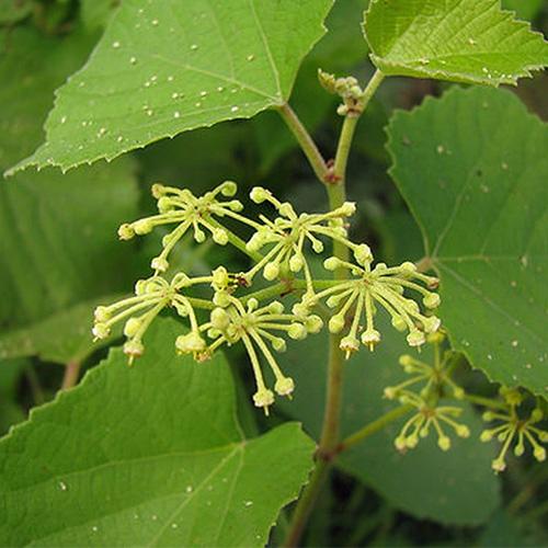 Cây chìa vôi khô - 1kg