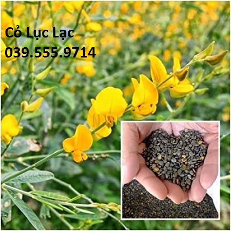 HẠT CỎ LỤC LẠC SỢI -CỎ CHĂN NUÔI DINH DƯỠNG CAO 1kg