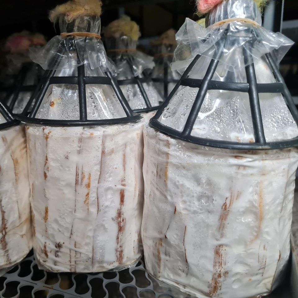 Meo giống Nấm Bào ngư xám - Loại que
