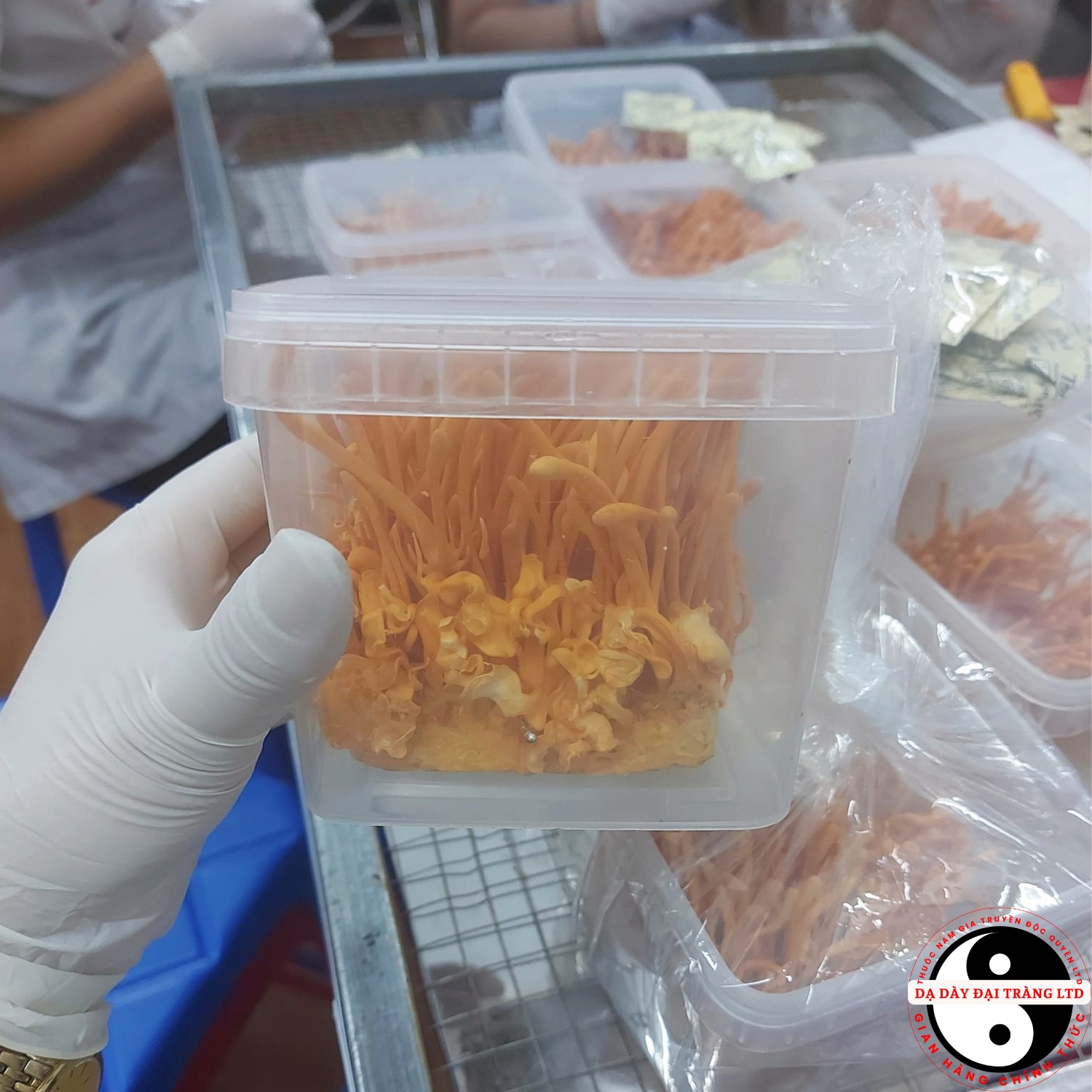 Đông trùng hạ thảo sấy khô thăng hoa nguyên đế