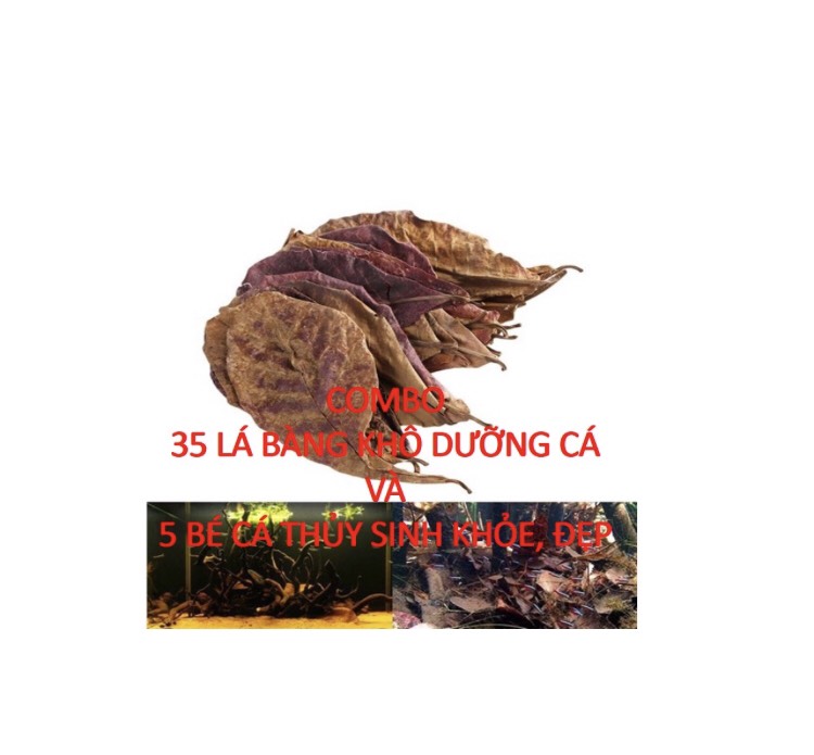 Combo 10 lá bàng khô dưỡng nước nuôi cá