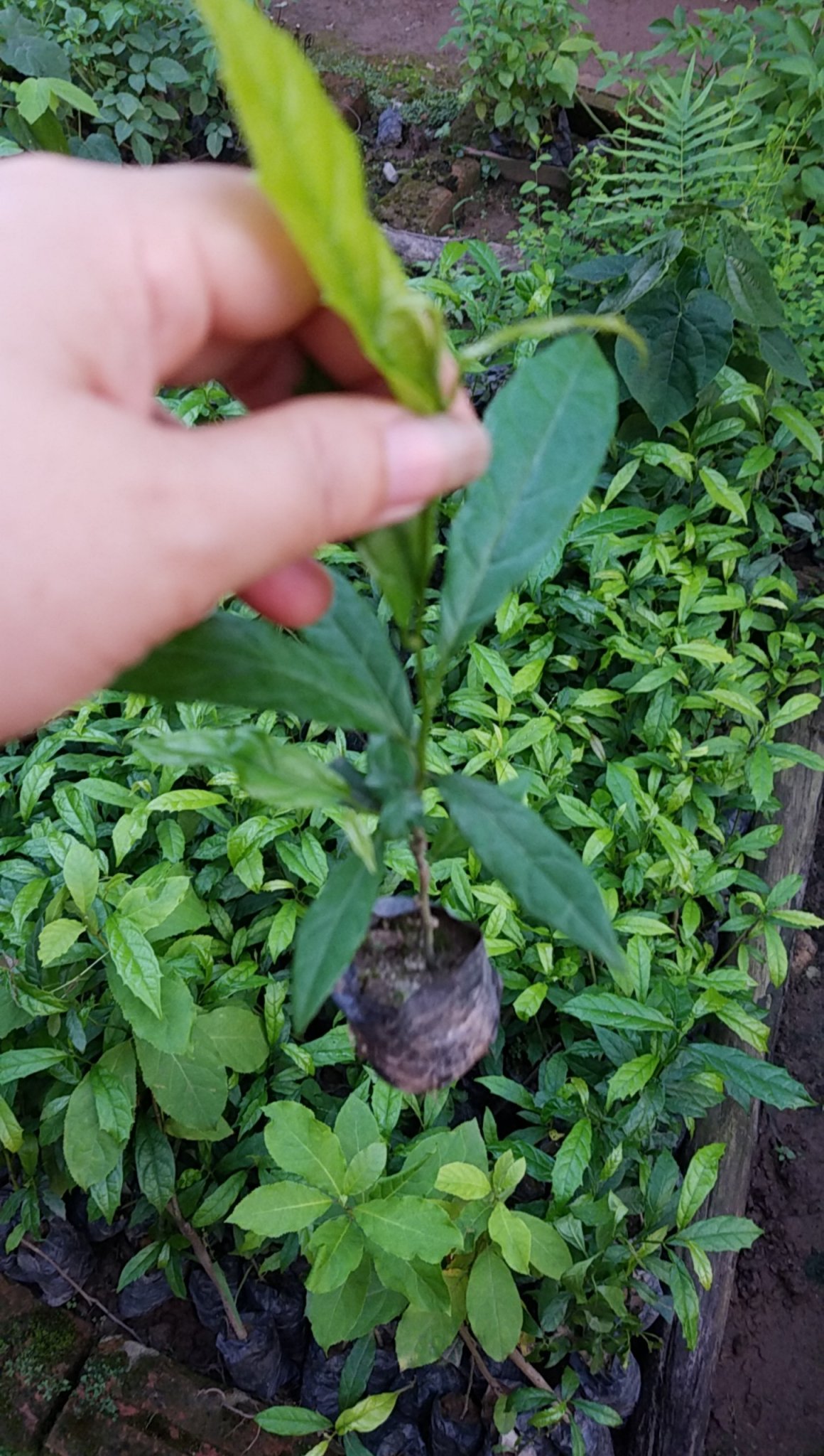 Xạ đen chuẩn giống cây trong bầu - Giao cây như hình