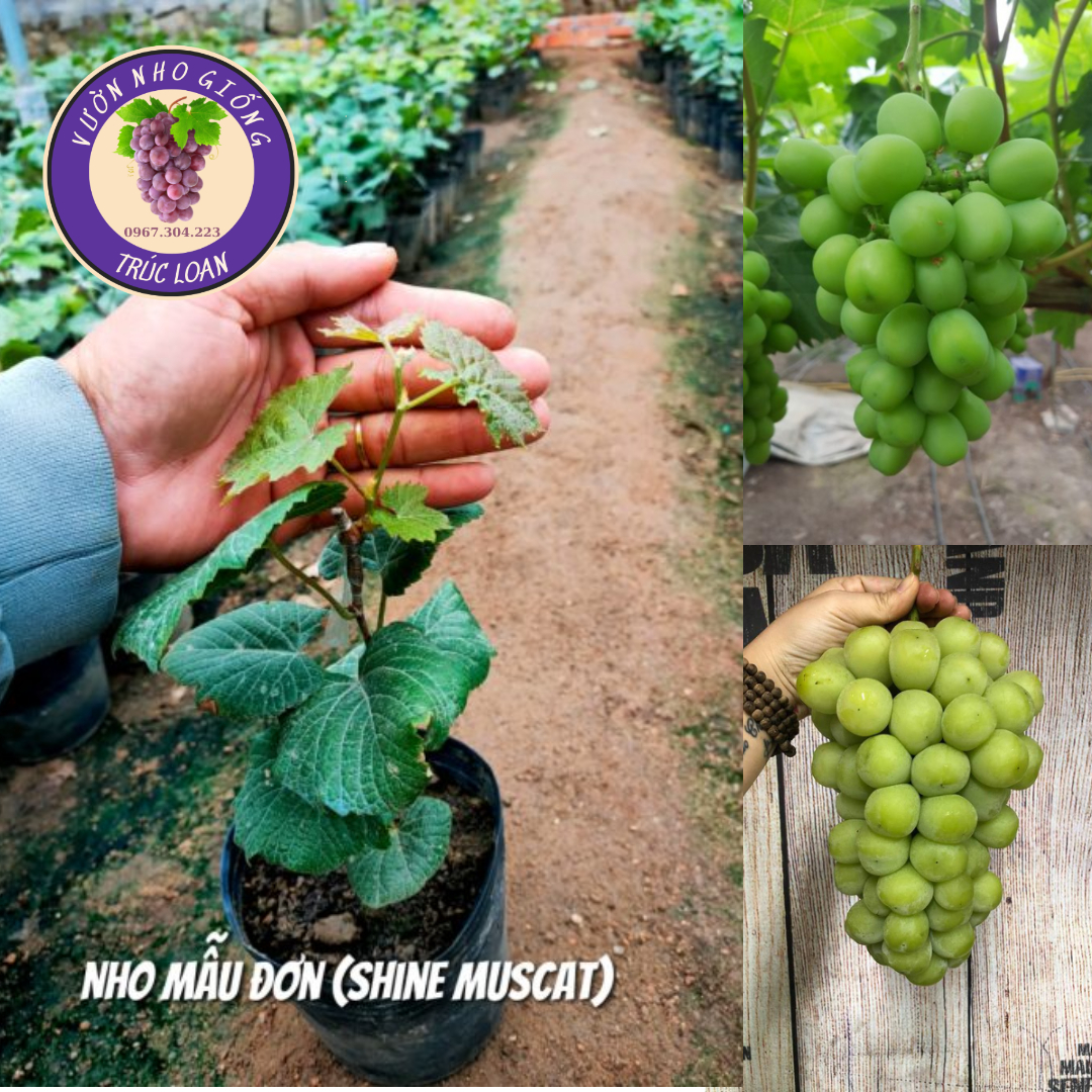 Cây nho Mẫu Đơn rất thích hợp trồng sân thượng