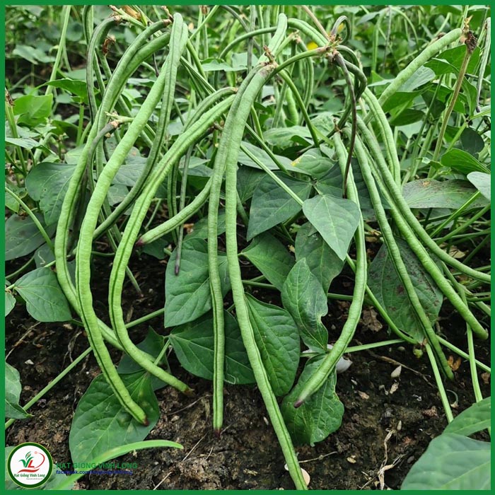 Hạt giống Đậu đũa bụi ngọt RD 757 - 20g, hiệu Rạng Đông chất lượng, nảy mầm cao