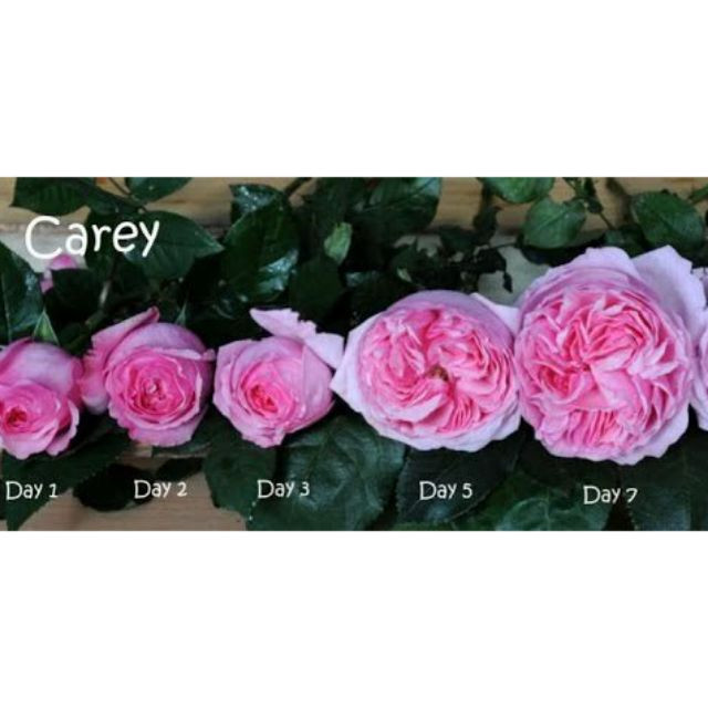 Cây giống hoa Hồng ngoại Carey (hồng bụi) size chậu C10 - CayGiongTot