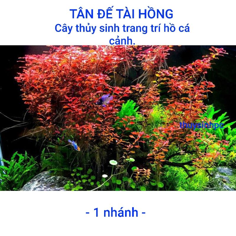 1 nhánh cây thủy sinh tân đế tài hồng