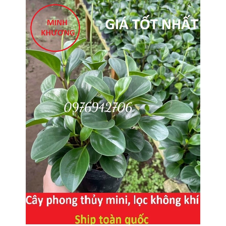 Chậu cây trường sinh xum xuê -chậu 3 cây-giao cây như hình cuối nha-cây phong thủy,tốt sức khỏe