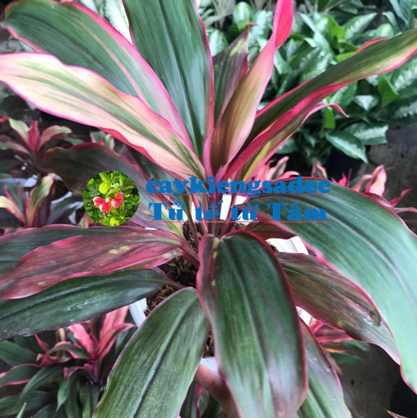 caykiengsadec - Cây Phát tài đỏ + tặng phân bón cho cây mau lớn- hoa kiểng lá - trang trí nội thất cảnh quan sân vườn ngoài trời-cây phong thủy