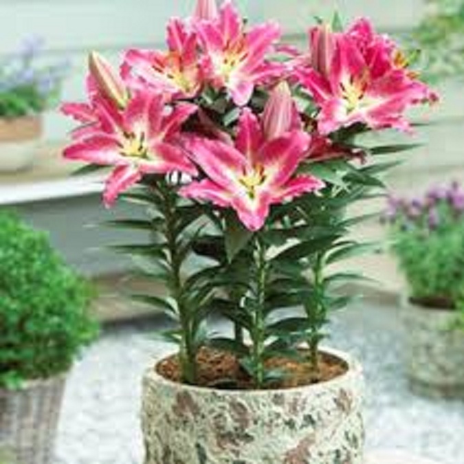 Combo 5 củ hoa ly lùn hoa màu hồng