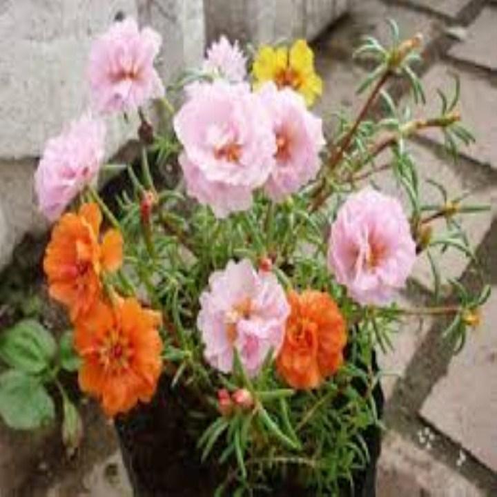 HG93- Hạt giống hoa mười giờ kép mỹ 200 hạt