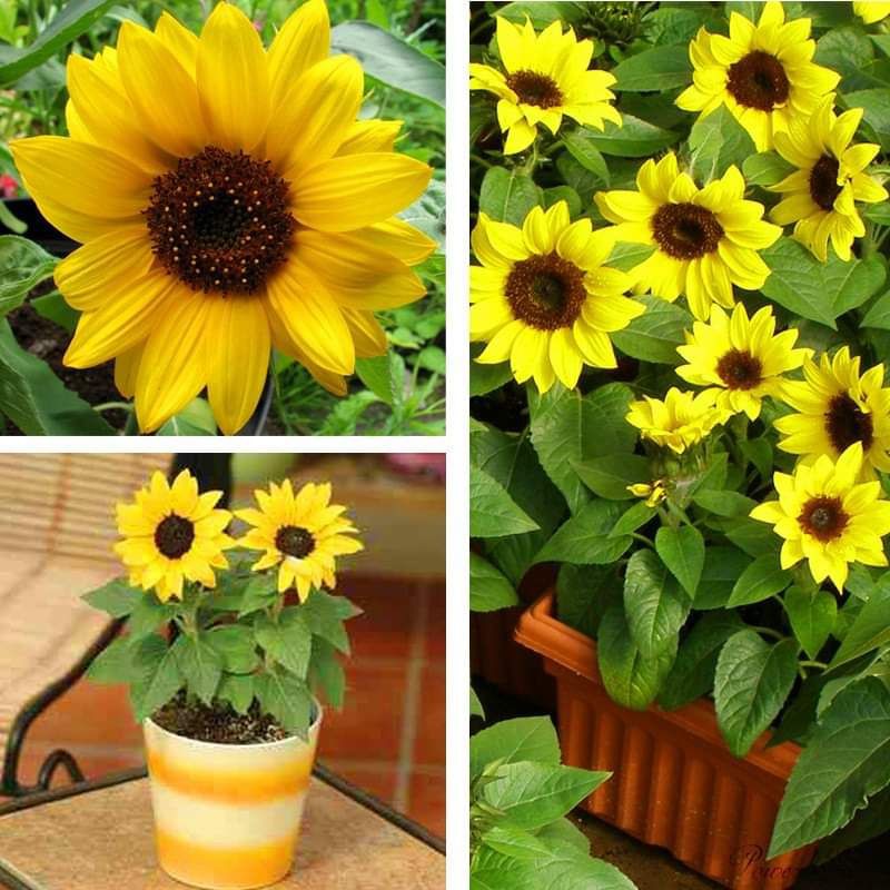 HG02 Hạt giống hoa hướng dương lùn 20 hạt