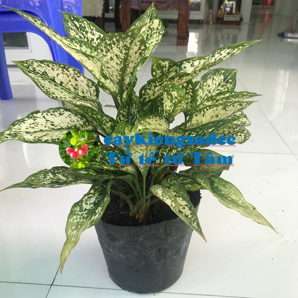 caykiengsadec - Cây Ngọc ngân + tặng phân bón cho cây mau lớn - cây phong thủy - trang trí nội thất cảnh quan sân vườn ngoài trời- hoa kiểng lá