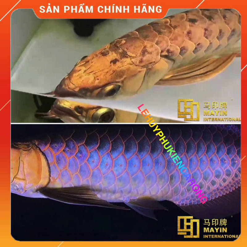 Đèn bể cá Mayin 2 chế độ cho bối vàng bối blue 92cm 112cm 142cm