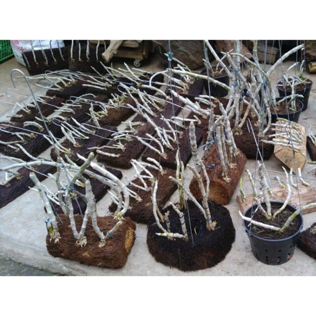 [HCM]Dớn bảng trồng ươm chiết Lan con Từ Rễ Cây Dương Xỉ - Hàng Chuẩn Loại 1