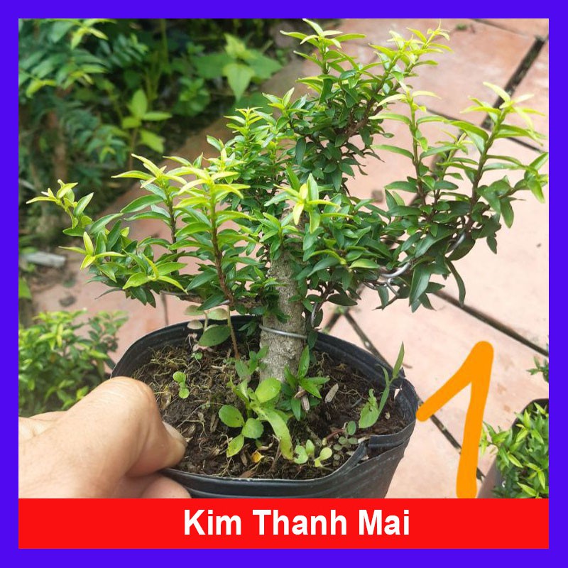 Cây Kim Thanh Mai - Cây cảnh bonsai để bàn - cây cảnh mini - caykiengsadec