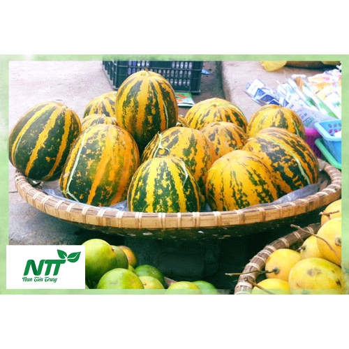 Hạt giống dưa gang thơm tn