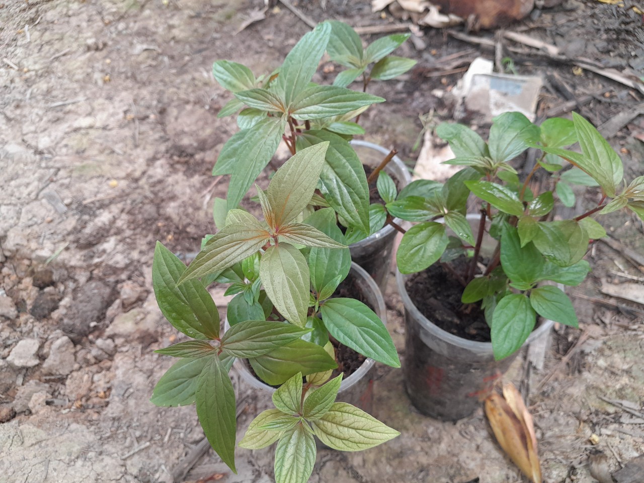 Chậu cây Thuốc Dòi giống