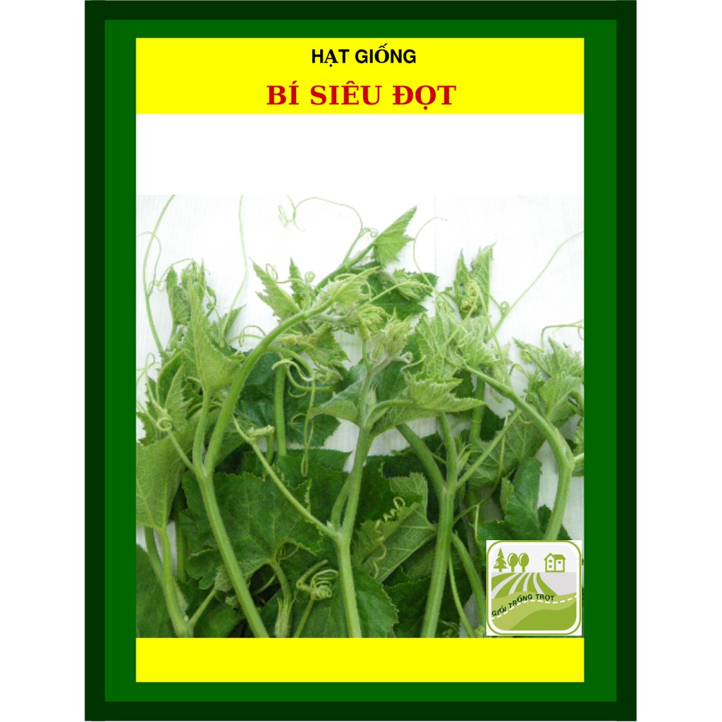10Gram Hạt Giống Bí Siêu Đọt