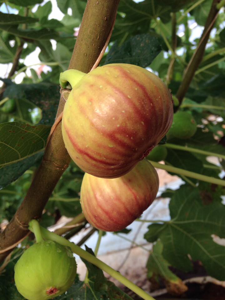 [HCM]Hạt giống cây sung mỹ dễ trồng - tặng gói hạt giống ngẫu nhiên