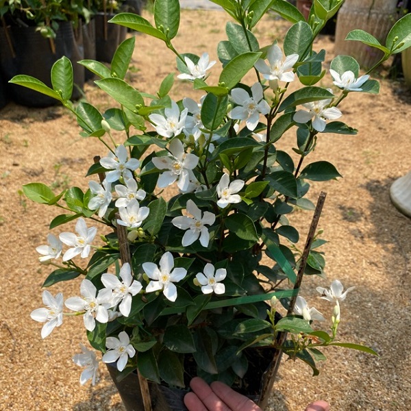 Chậu hoa mai chỉ thiên, chậu hoa