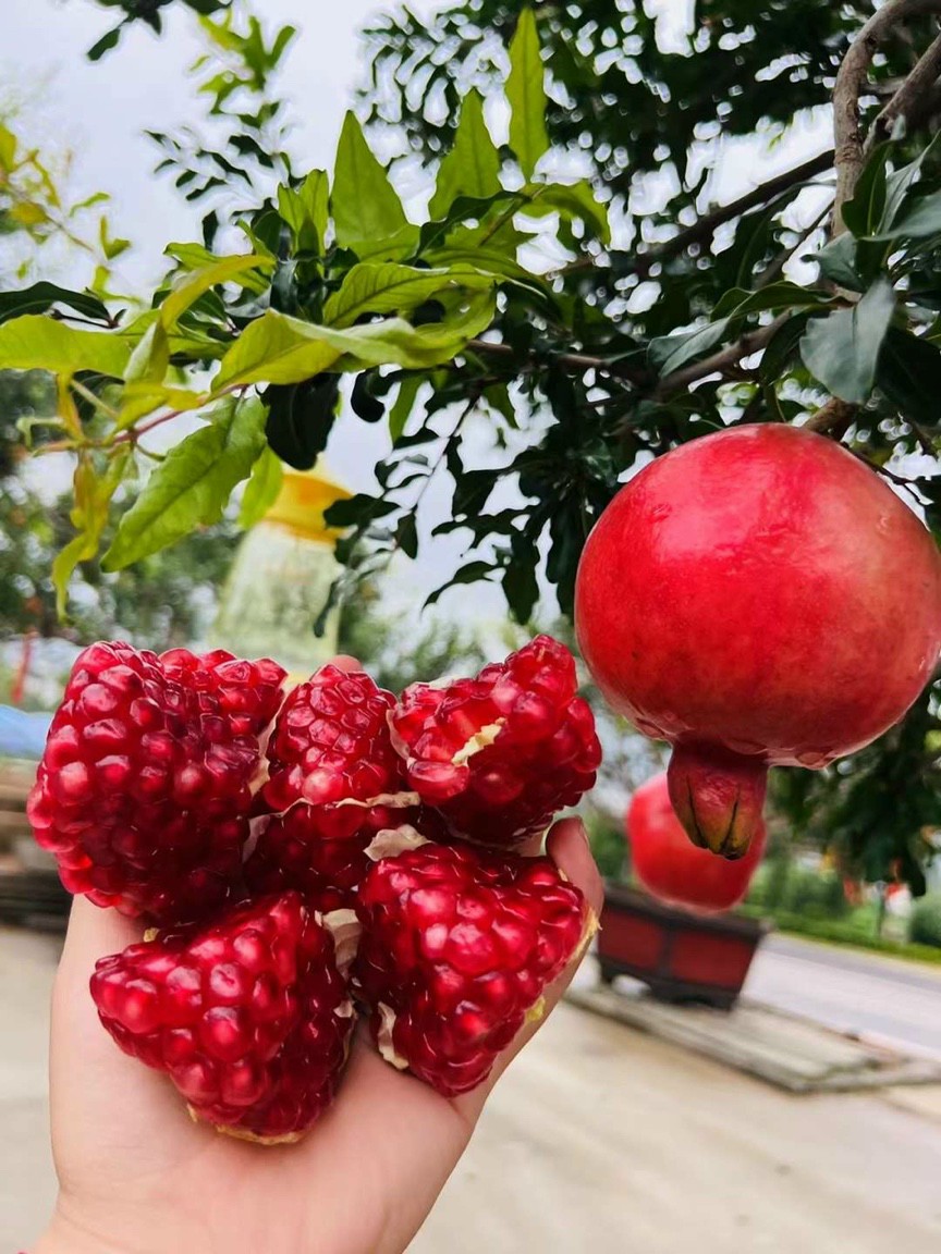 Cây Lựu Đỏ Ấn Độ trái có vị ngọt, thơm, có giá trị dinh dưỡng cao, dễ trồng dễ chăm sóc