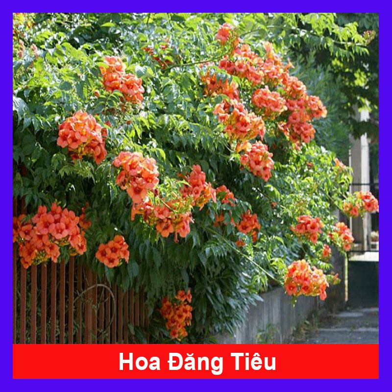 Cây hoa đăng tiêu - cây cảnh sân vườn - cây leo hàng rào - cây cảnh đẹp - HKPQ