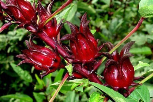 Hạt giống cây atiso đỏ