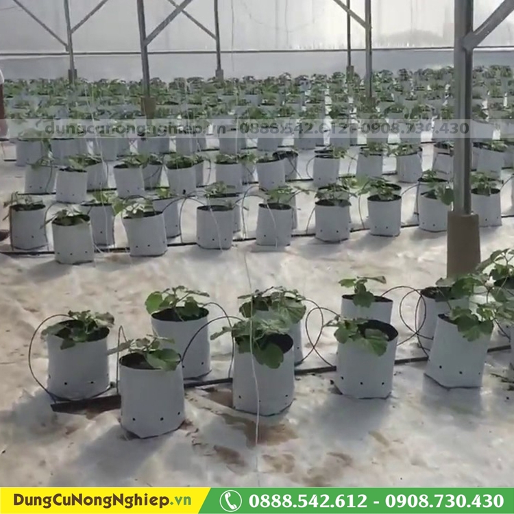 Túi nylon trồng cây đục lỗ 17cm x 33cm 1kg