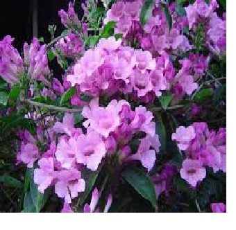 Cây hoa Lan Tỏi-lan leo tỏi tím. bầu lớn,sắp nụ giá rẻ