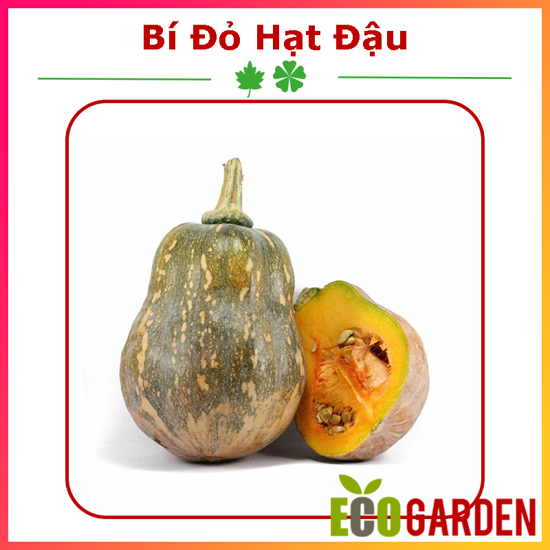 Hạt Giống Bí Đỏ Hạt Đậu Đặc Ruột Lai F1 (ECO.327)