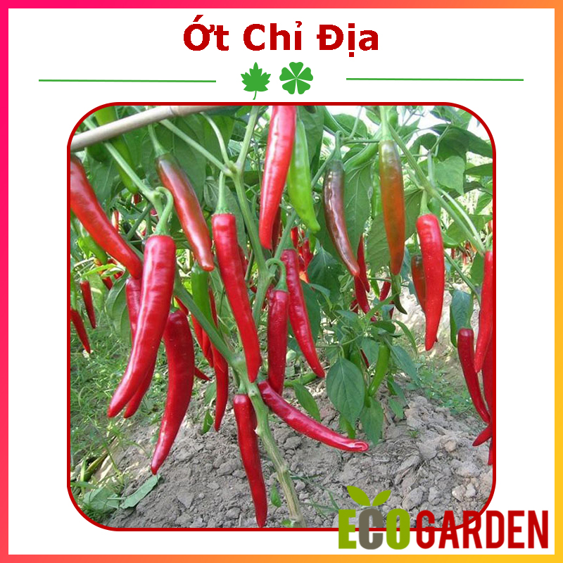 Hạt Giống Ớt Chỉ Địa Lai F1 Xuất Xứ Ấn Độ (ECO.248)
