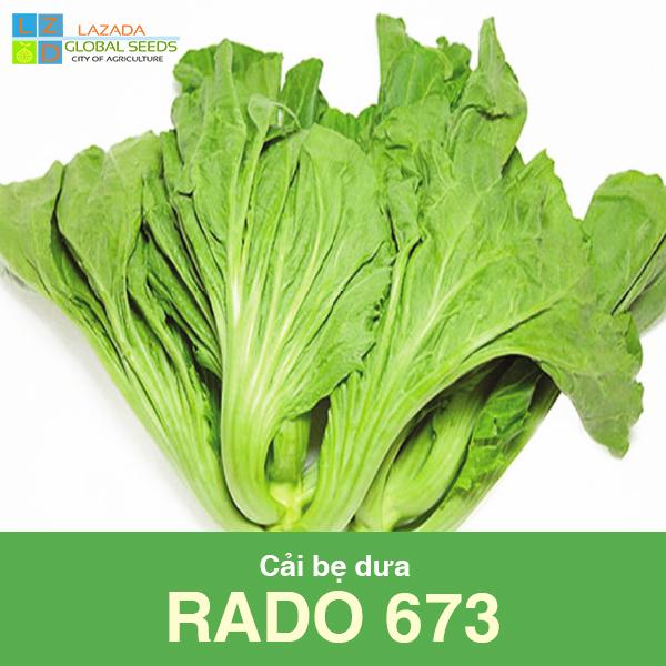 Cải bẹ dưa rado 673 -hạt giống rau ăn lá -gói 10 gram .