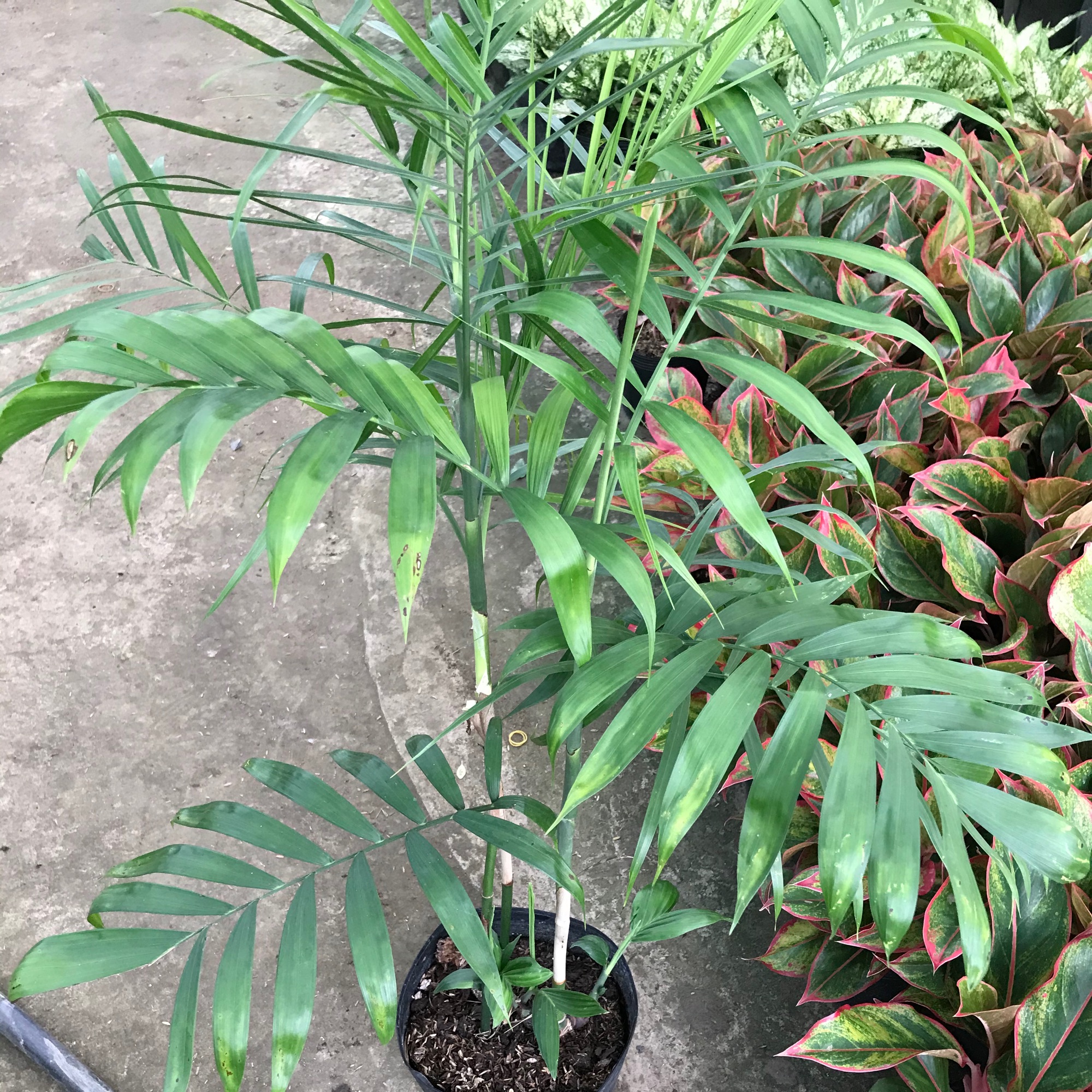 caykiengsadec - Cau hawai - tặng phân bón - hoa kiểng lá trang trí nội thất cảnh quan sân vườn ngoài trời