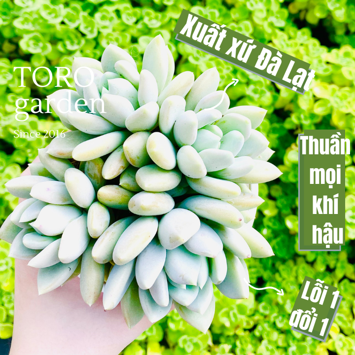 Sen đá sỏi xanh bụi nhiều đầu size trung lỗi 1 đổi 1