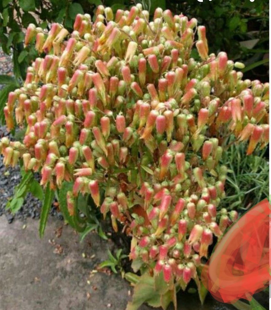 Cây hoa lá bỏng( combo 2 cây cao từ 15-35cm)