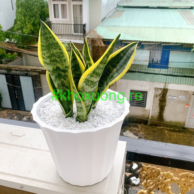 Bộ Chậu Khía TRồng Hoa Kiểng Để Bàn, Chậu trang trí, Chậu Giả gốm sứ, Chậu bonsai