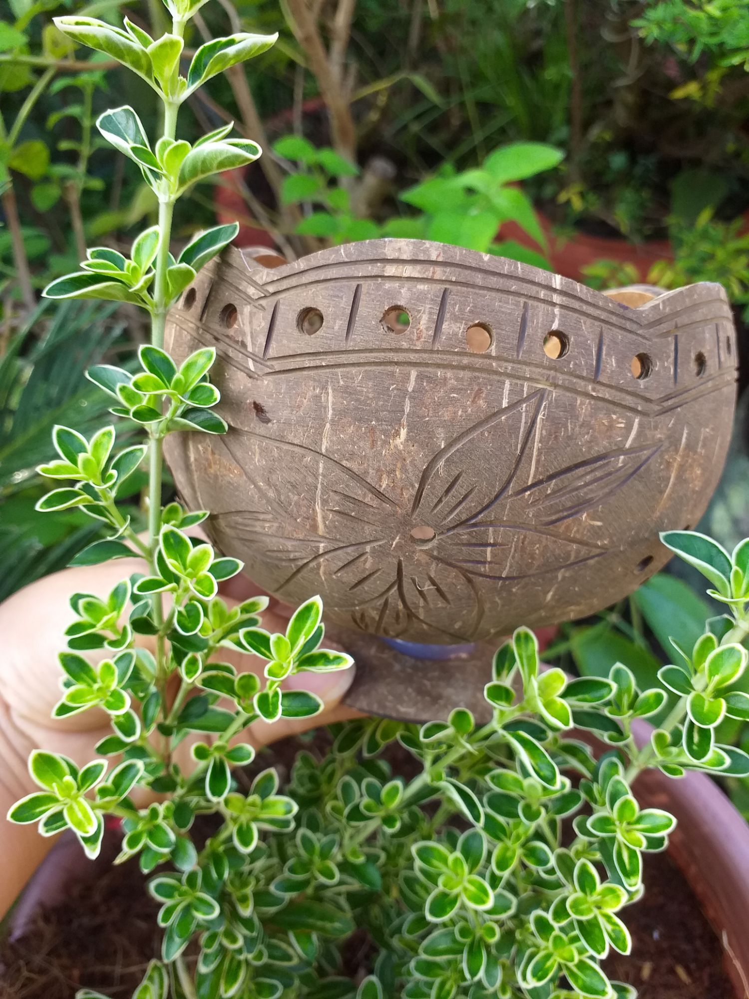 gáo dừa trồng lan, hoa, sen đá có hoa văn trên gáo và cắt viền miệng. làm thủ công