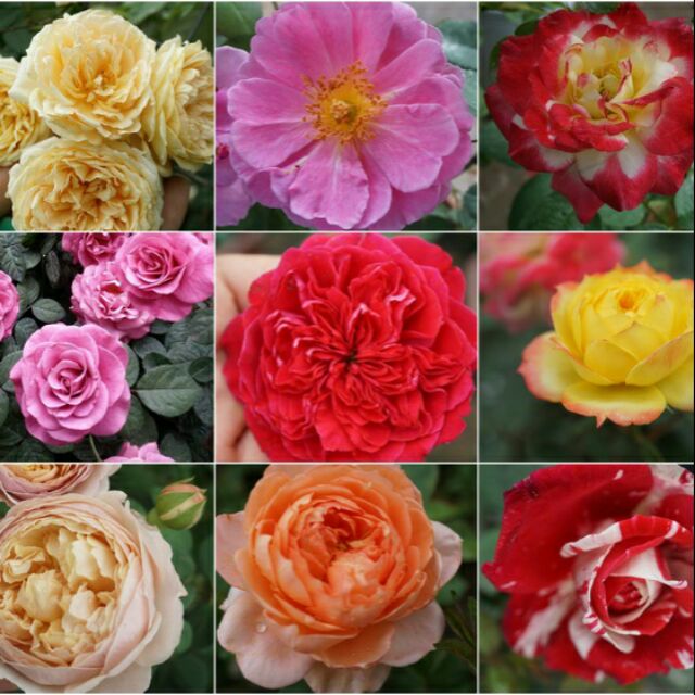 Combo 5 hoa hồng ngoại giống mix màu 100k