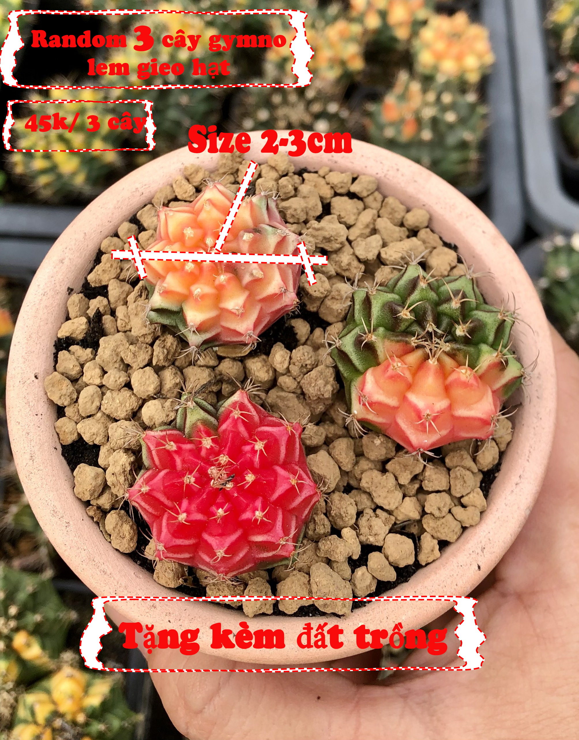 Combo 3 cây gym lem gieo hạt