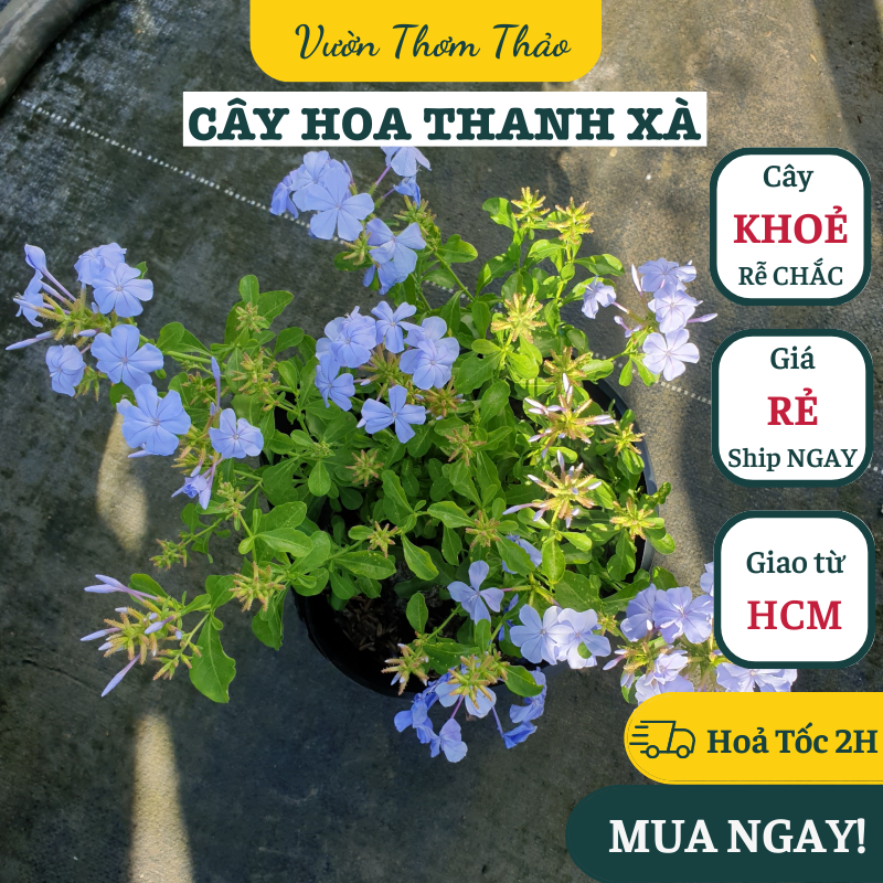 Chậu cây hoa thanh xà, hoa leo giàn ,, cây giống hoa khoẻ trồng chậu nhựa, thuần khí hậu hoa quanh năm, vườn thơm thảo