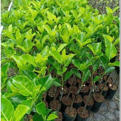 cây mít không hạt