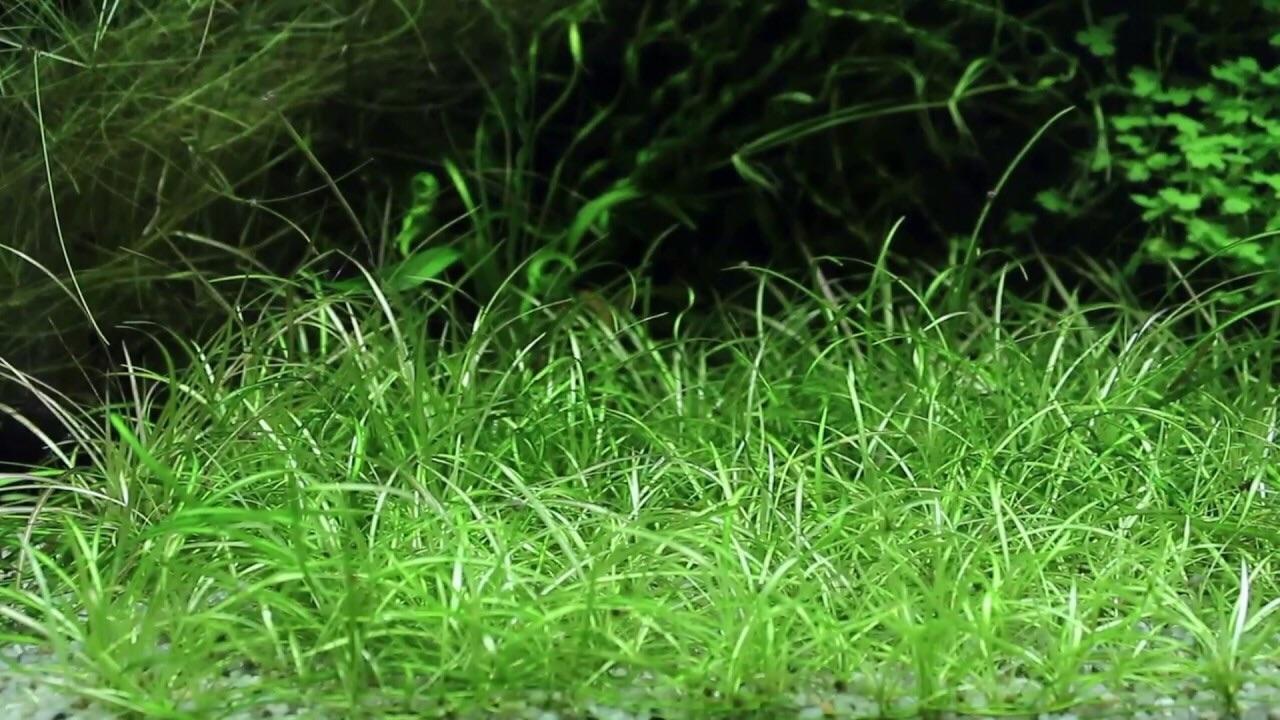 CỎ ĐỎ  THỦY SINH  (1 tất)