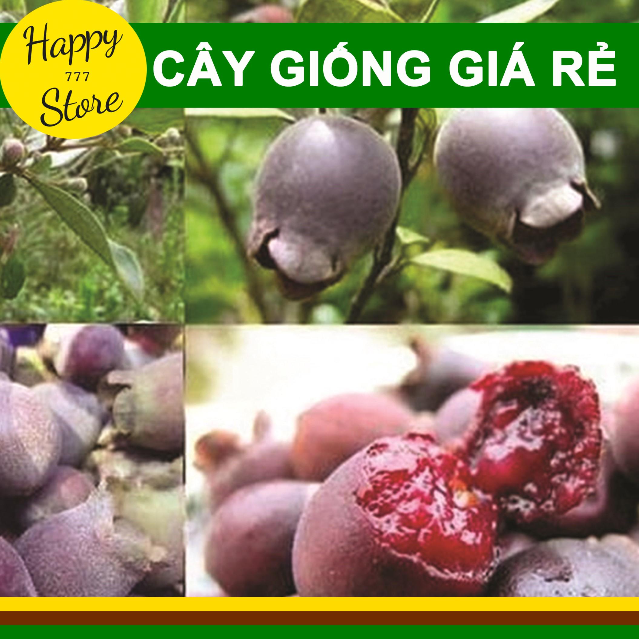 Chậu cây sim ăn trái, cây sim rừng, cây sim phú quốc happy_store