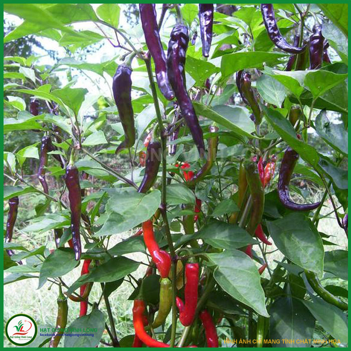 Hạt giống Ớt tím dài (hạt tự thu) - 15 hạt