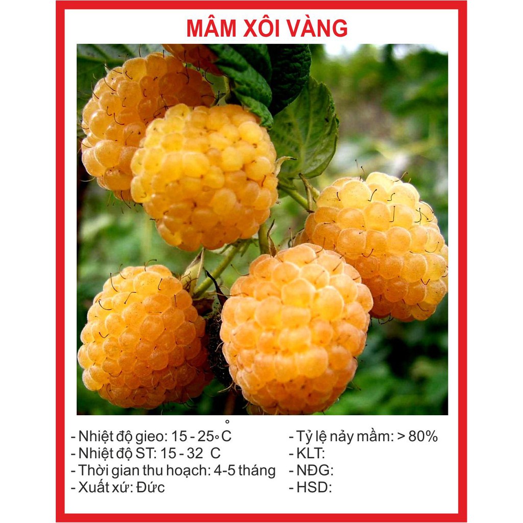 Hạt giống quả mâm xôi vàng 30 hạt